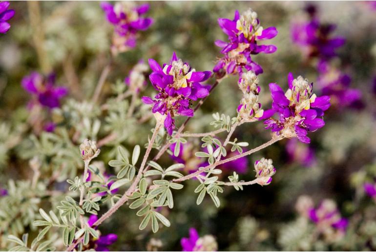 Dalea bicolor var argyrea -19332