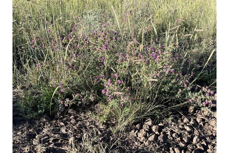 Dalea frutescens -19333