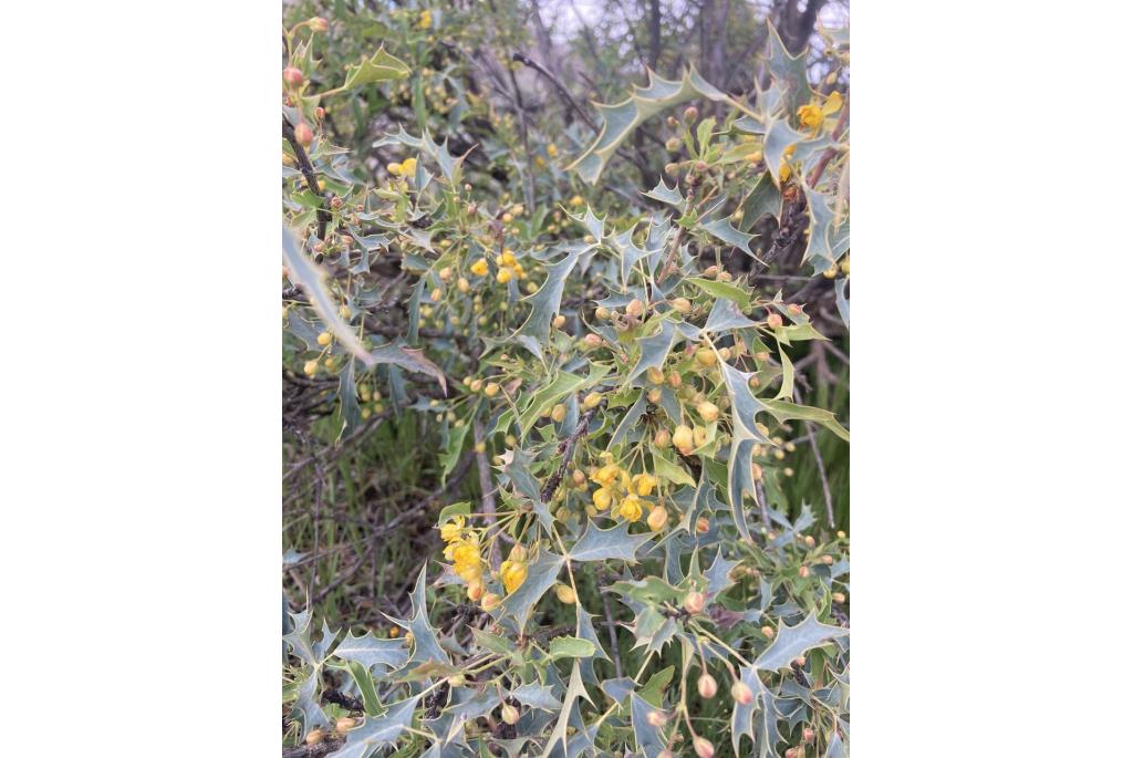 Berberis met bloedrode vruchten