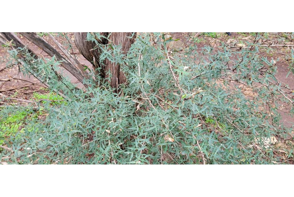 Driebladige berberis