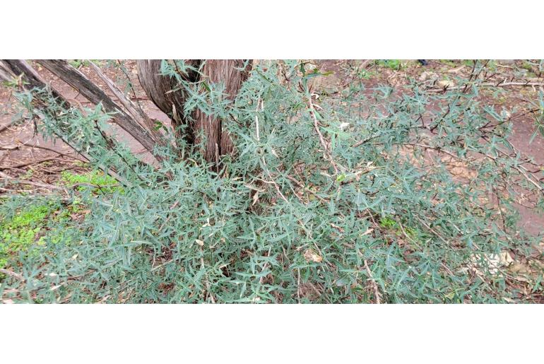 Berberis trifoliolata -19348