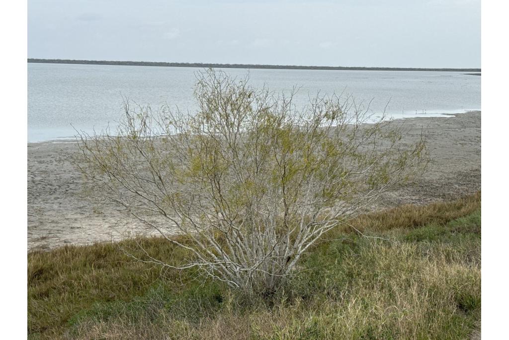 Klierdragende prosopis