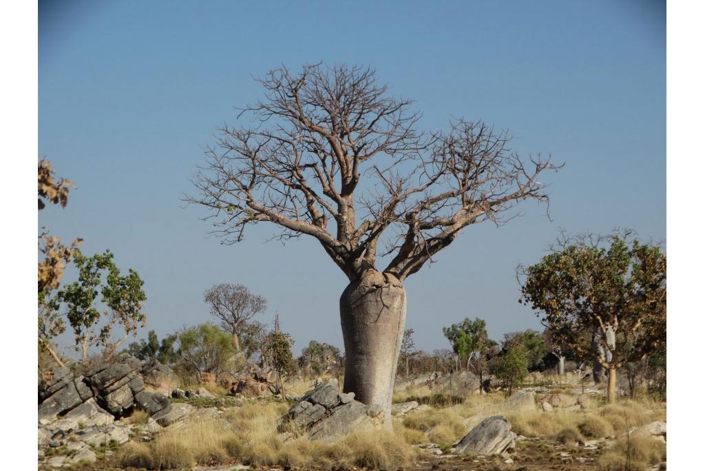 Australische baobab