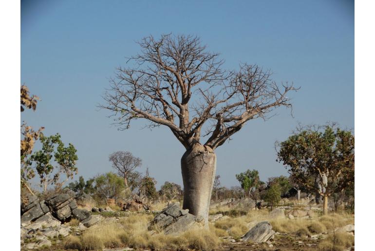 Adansonia gregorii -19362