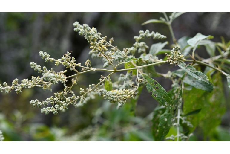 Buddleja americana -19369