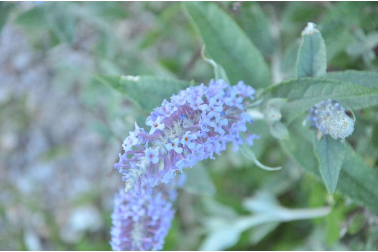 Buddleja fallowiana -19371