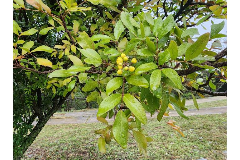 Berberis chochoco -19381