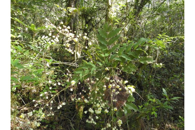 Berberis hartwegii -19383