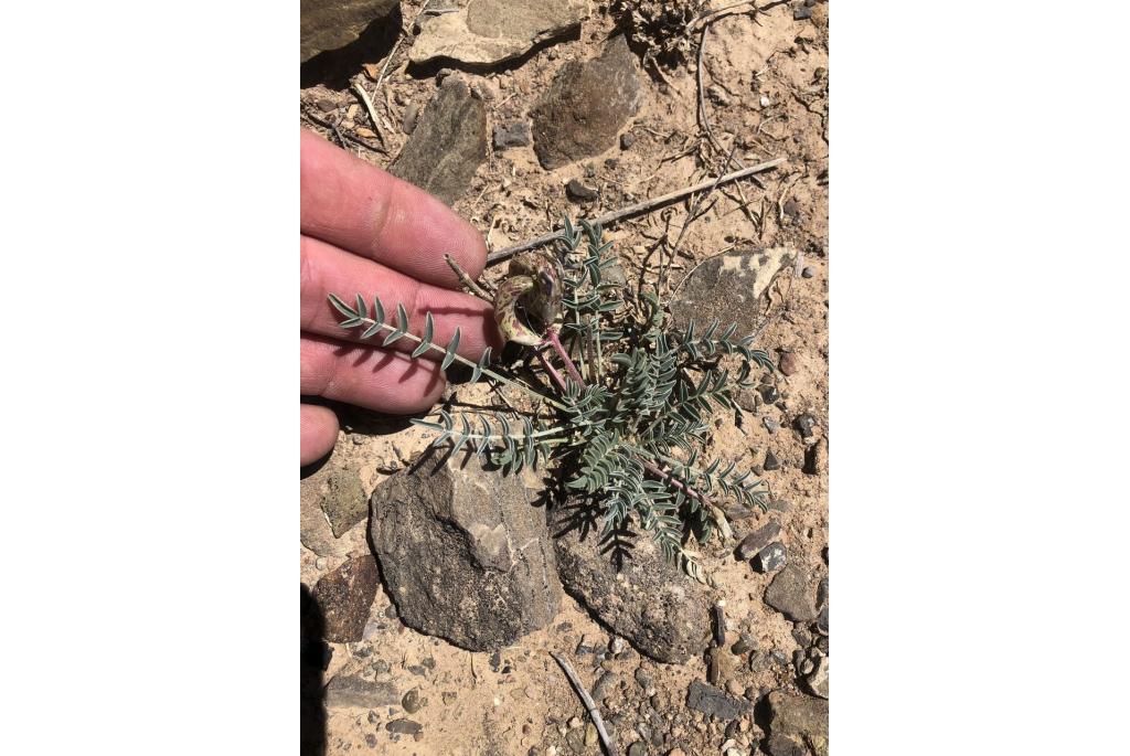 Waterval astragalus