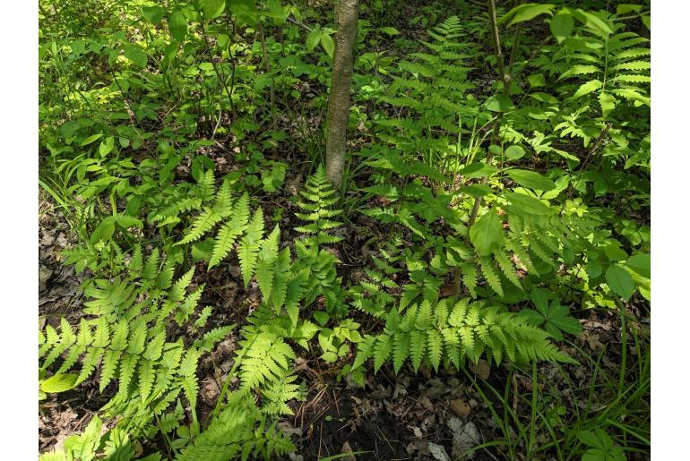 Dryopteris cristata -19410