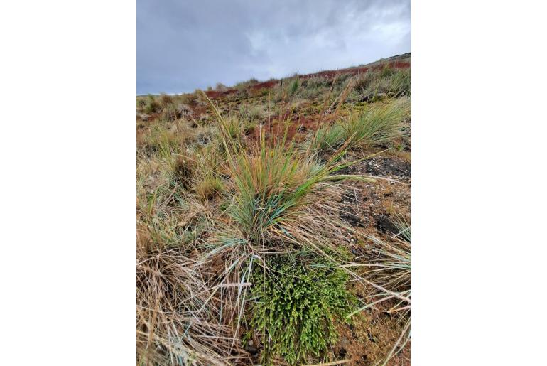 Elymus magellanicus -19414