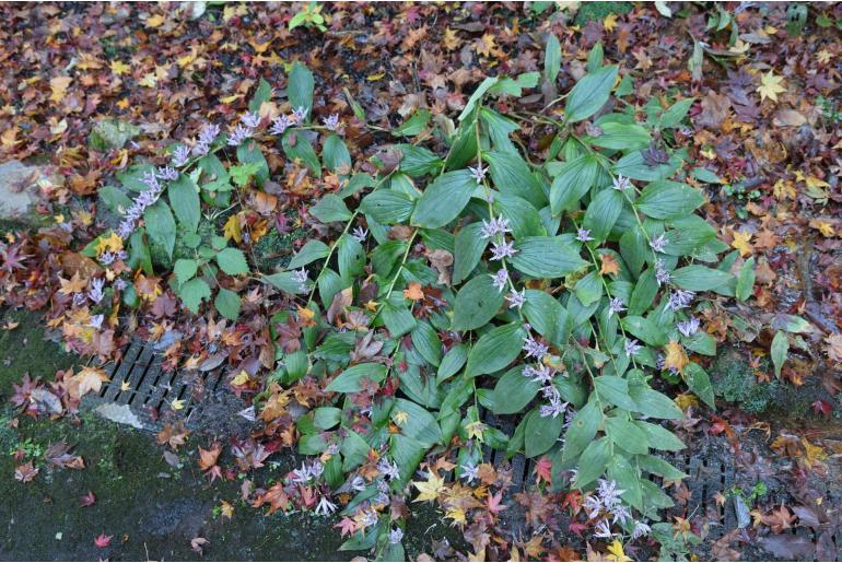 Tricyrtis hirta -19419