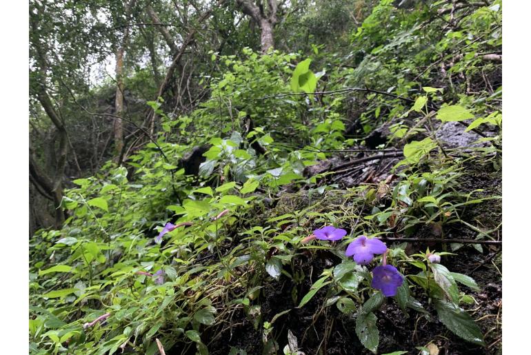 Achimenes longiflora -19421