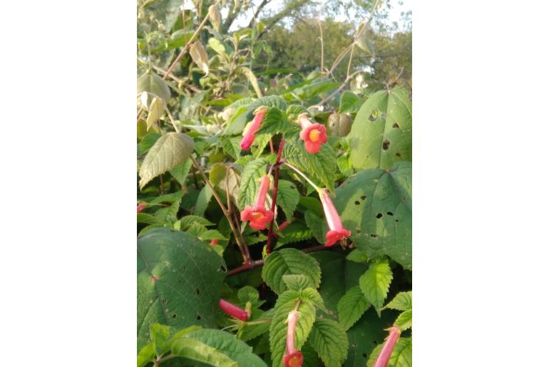 Achimenes heterophylla -19422