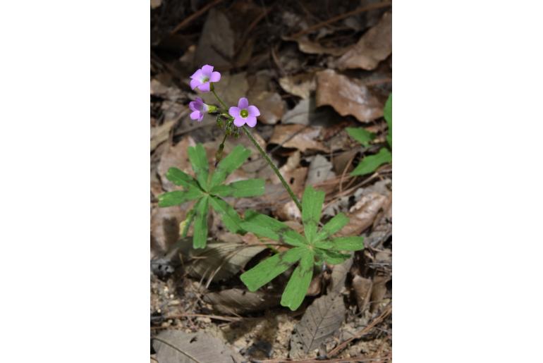 Oxalis magnifica -19423