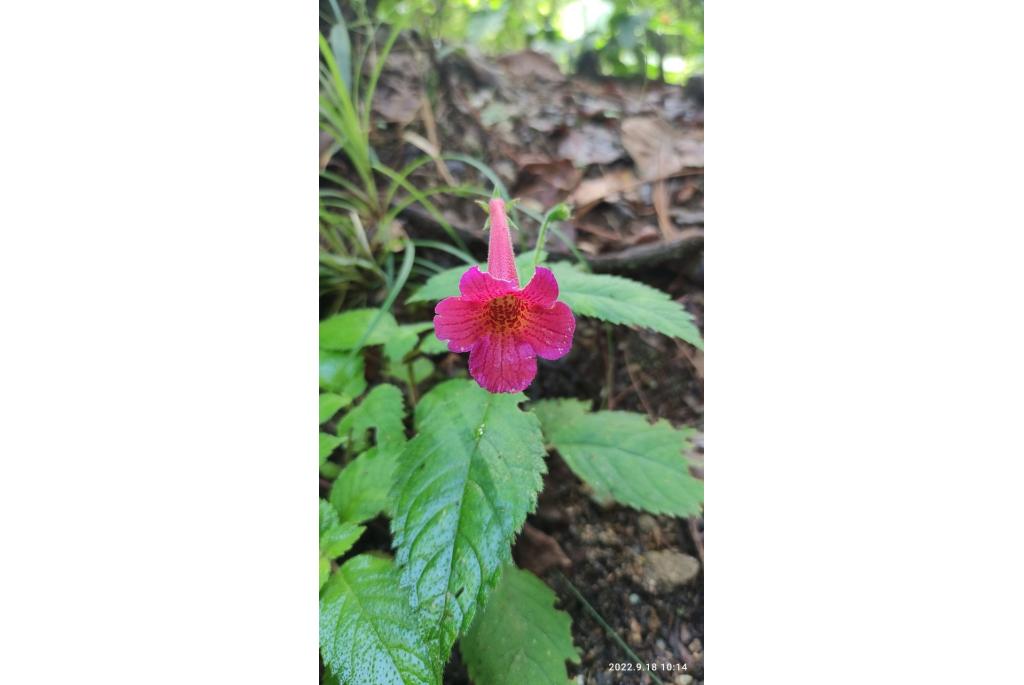 Skinner's achimenes