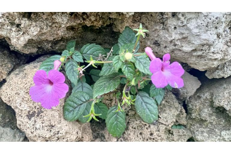 Achimenes grandiflora -19427