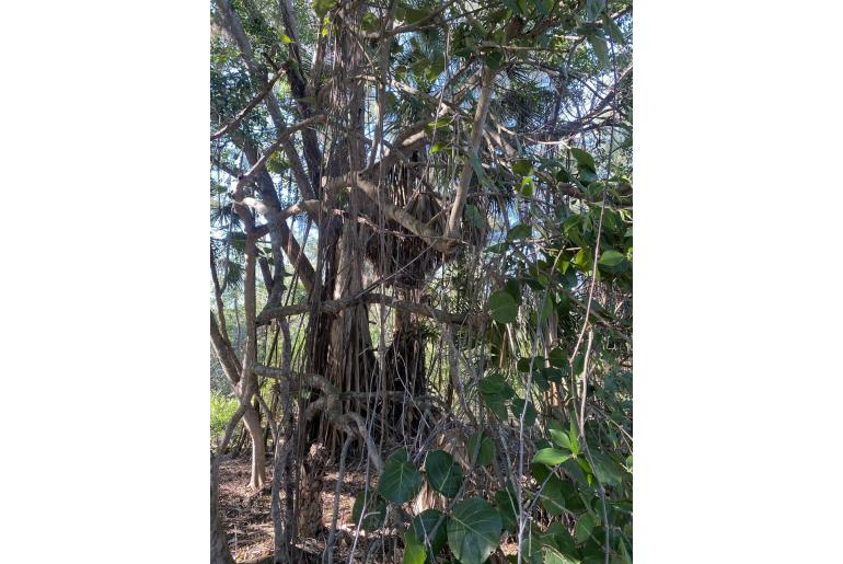 Ficus microcarpa -19429