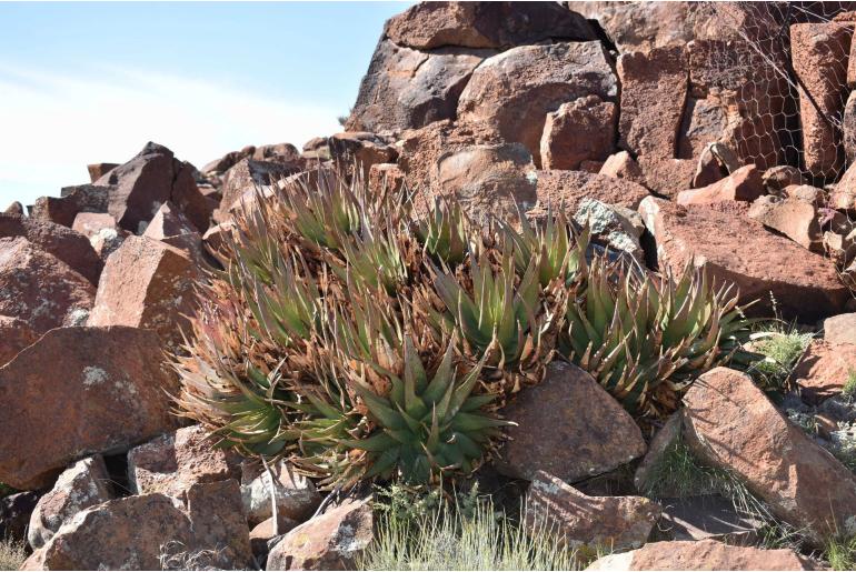 Aloe chlorantha -19430