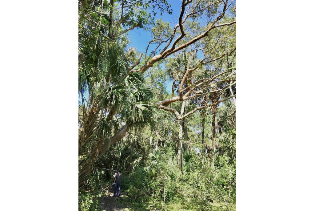 Gumbo limbo-boom