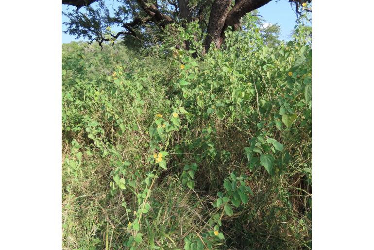 Abutilon ramosum -19454