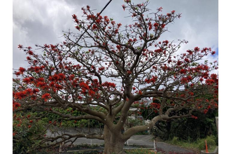 Erythrina variegata -19457