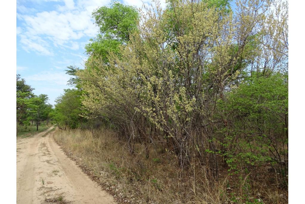 Elaeagnus-achtige combretum