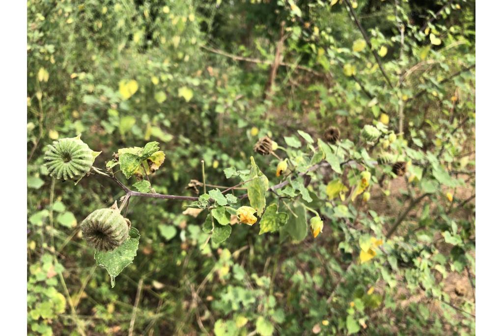 Indiase abutilon