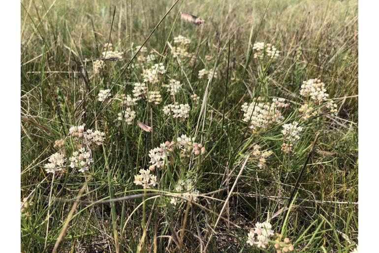 Asclepias pumila -19477