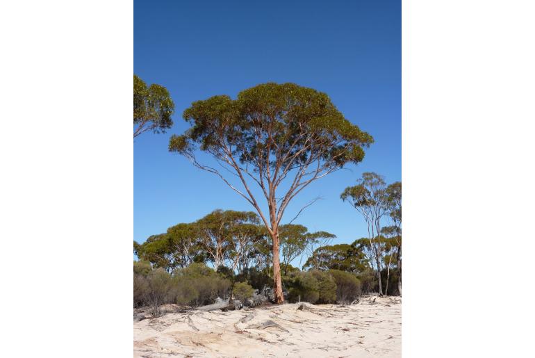 Eucalyptus salicola -19483