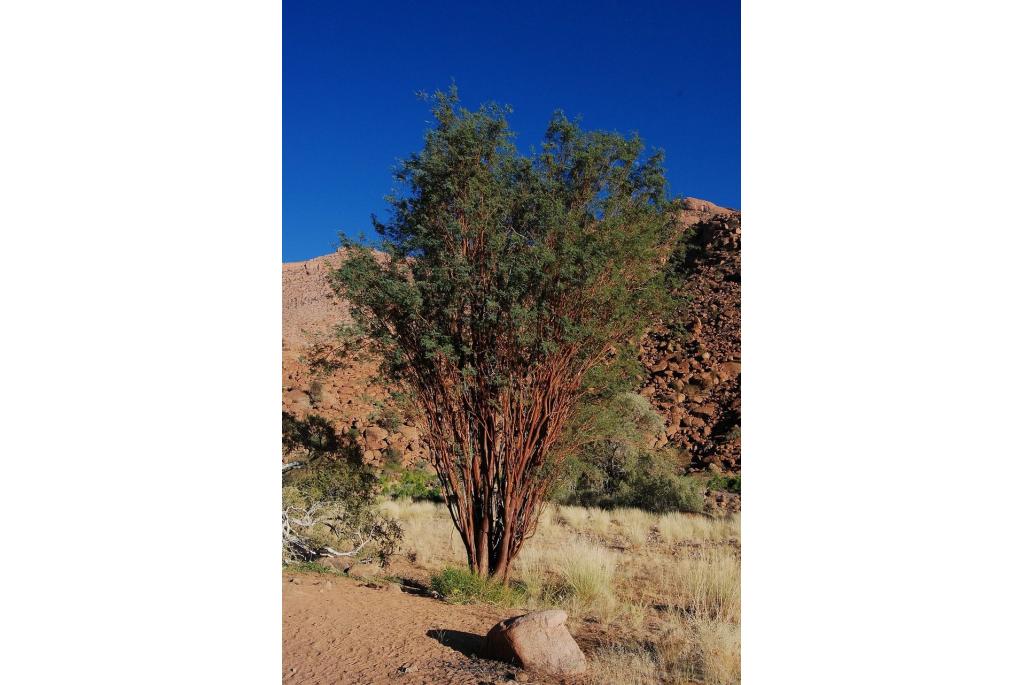 Brandberg acacia