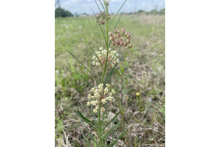 Asclepias verticillata -19503