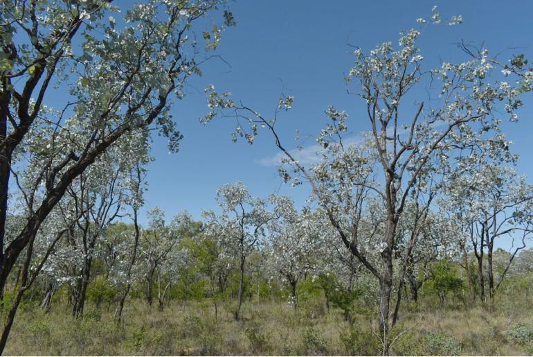 Eucalyptus shirleyi -19504