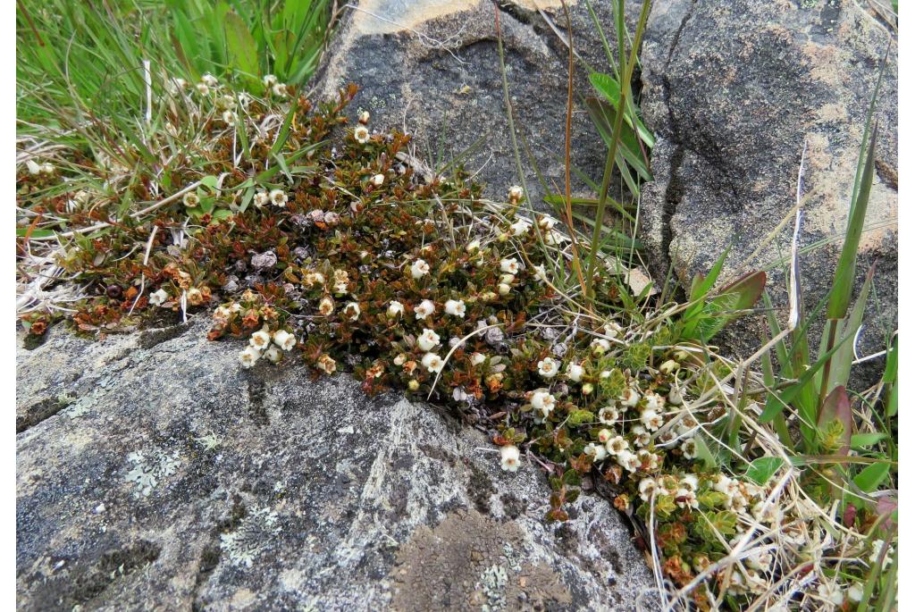 Zeer kleine Gaultheria