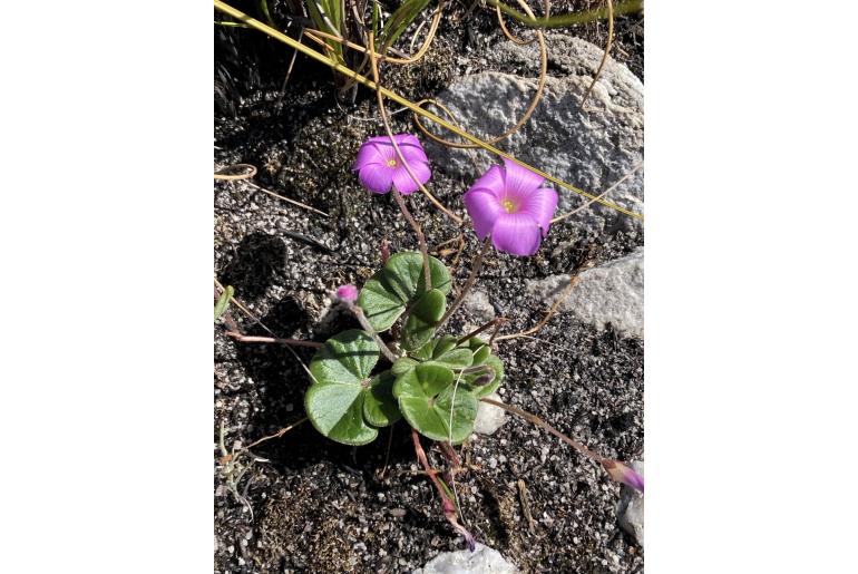 Oxalis truncatula -19552