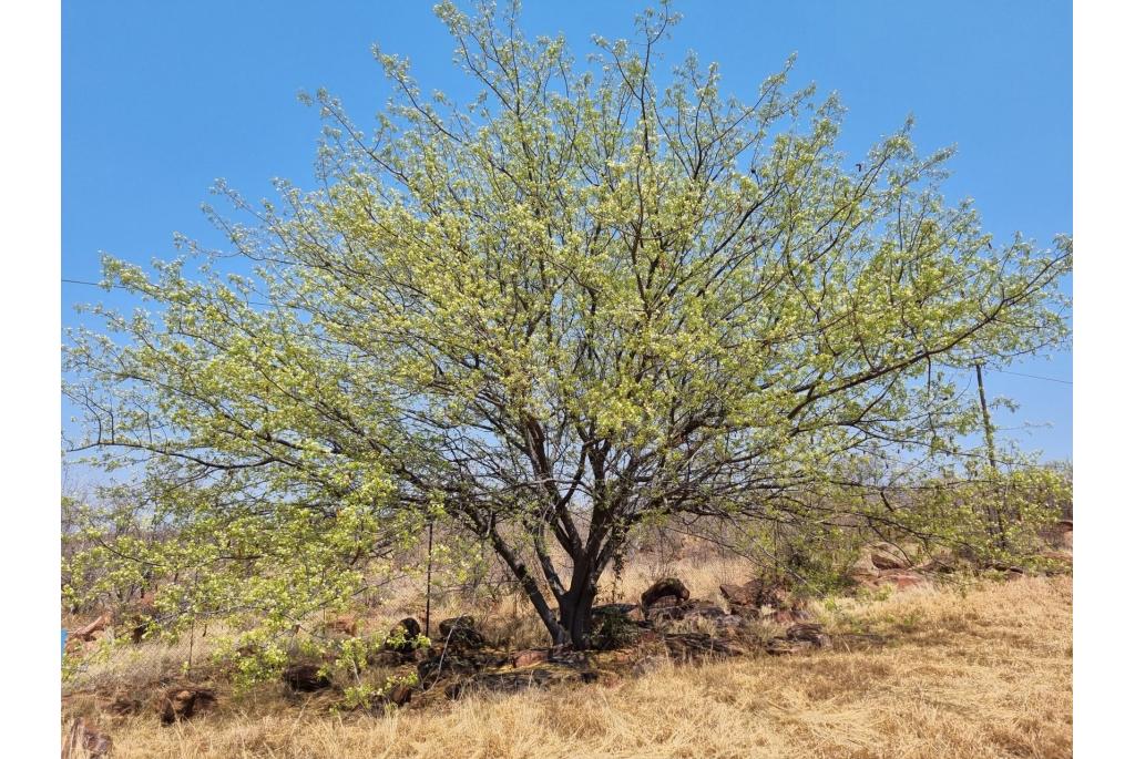 Kortbladige albizia