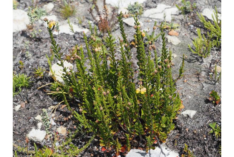 Hermannia concinnifolia -19606