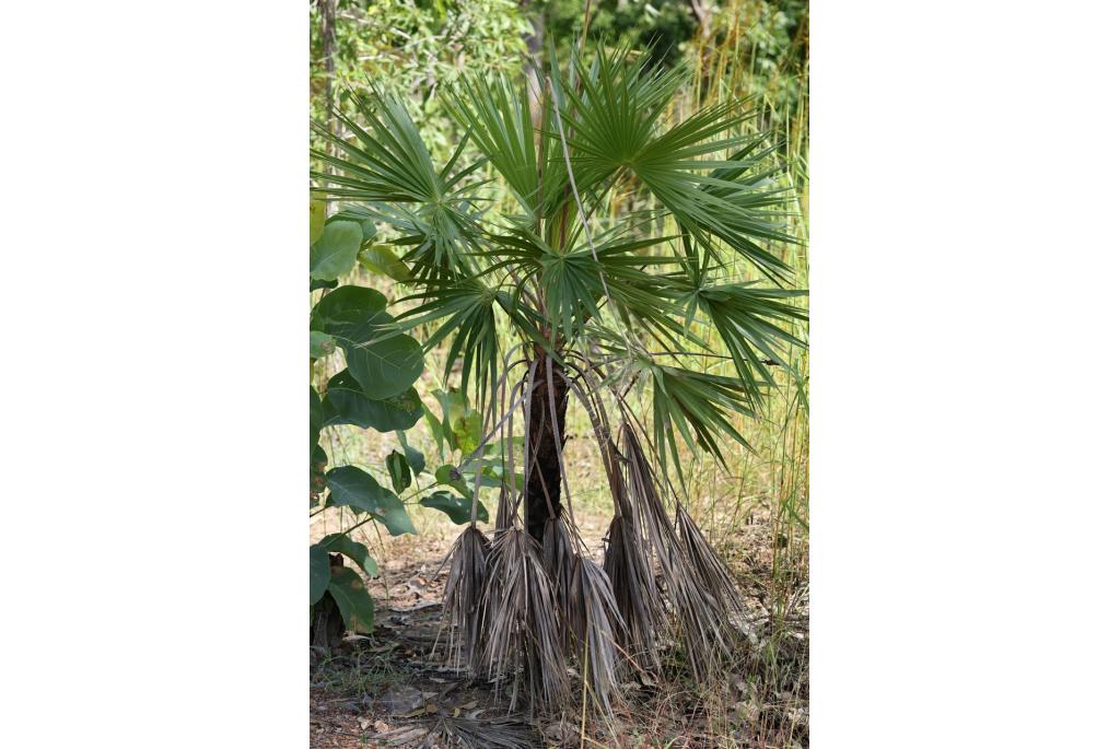 Zandpalm