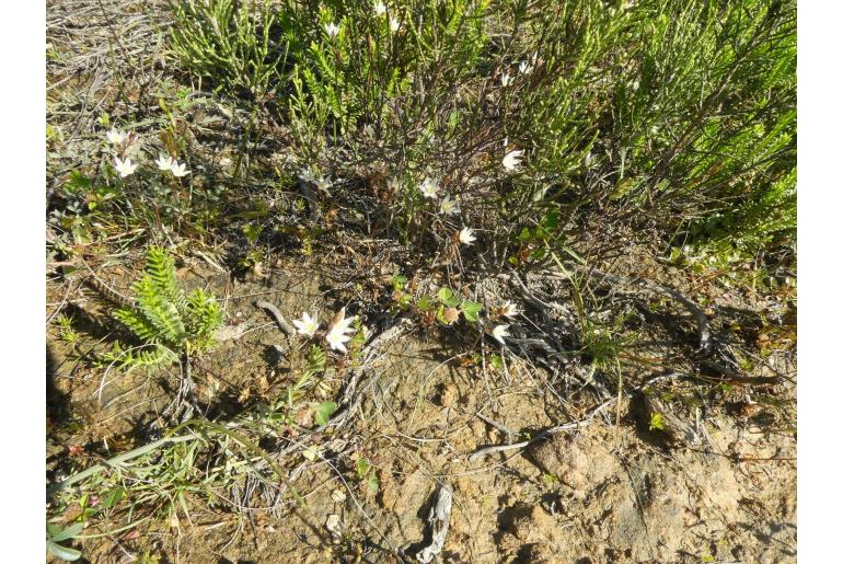 Ornithogalum pilosum -19626