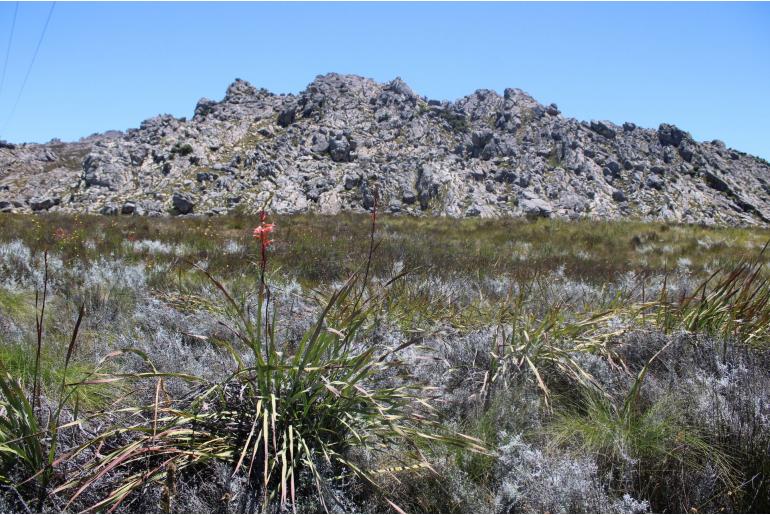 Watsonia angusta -19650