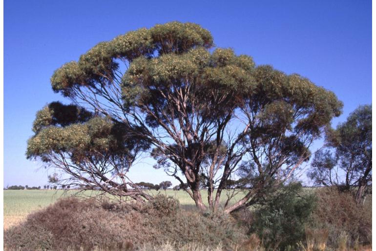 Eucalyptus kochii ssp kochii -19659