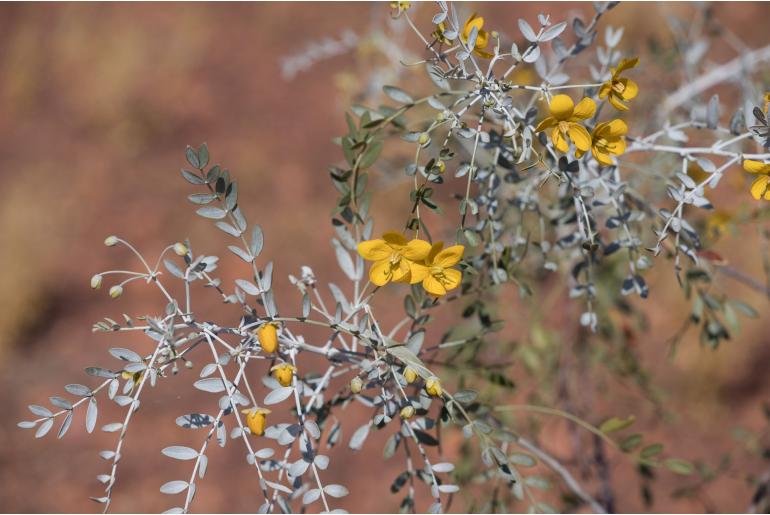 Senna glutinosa ssp pruinosa -19666