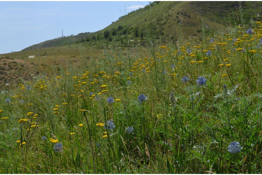 Lichtblauwe knoflook