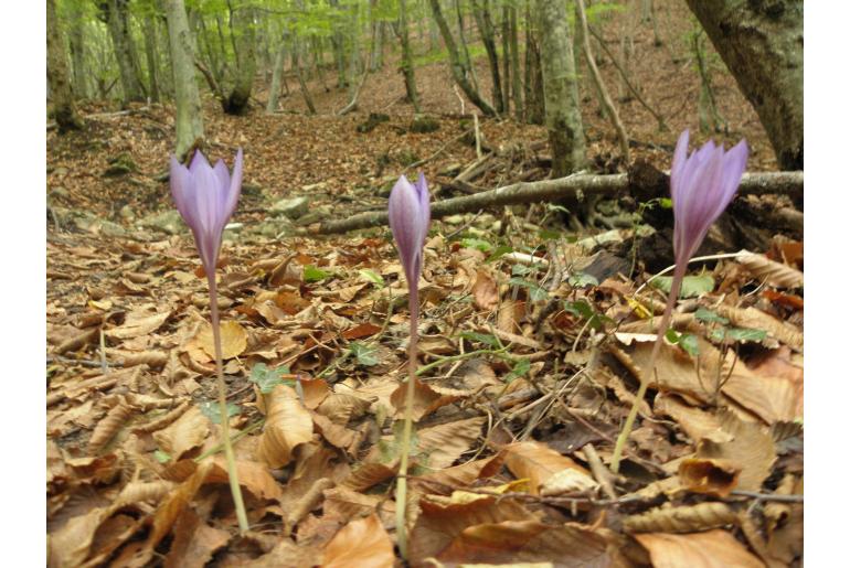 Crocus puringii -19678