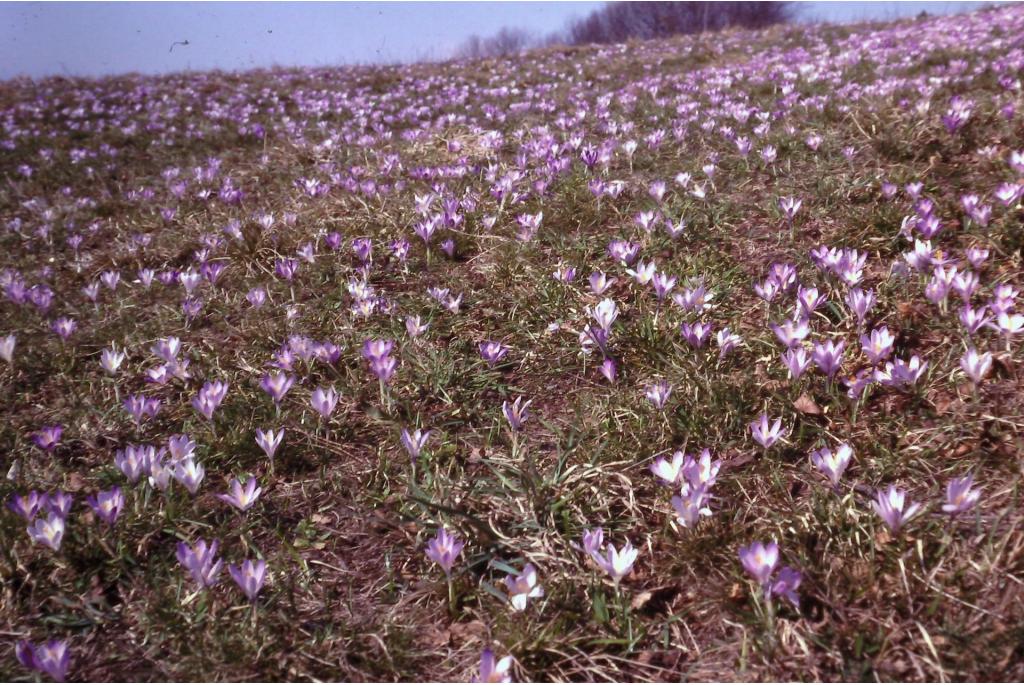 Verwaarloosde krokus