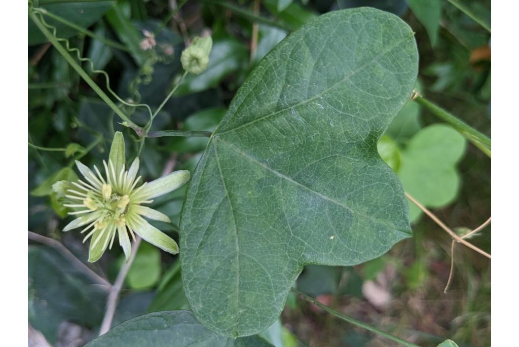 Oosterse gele passiebloem