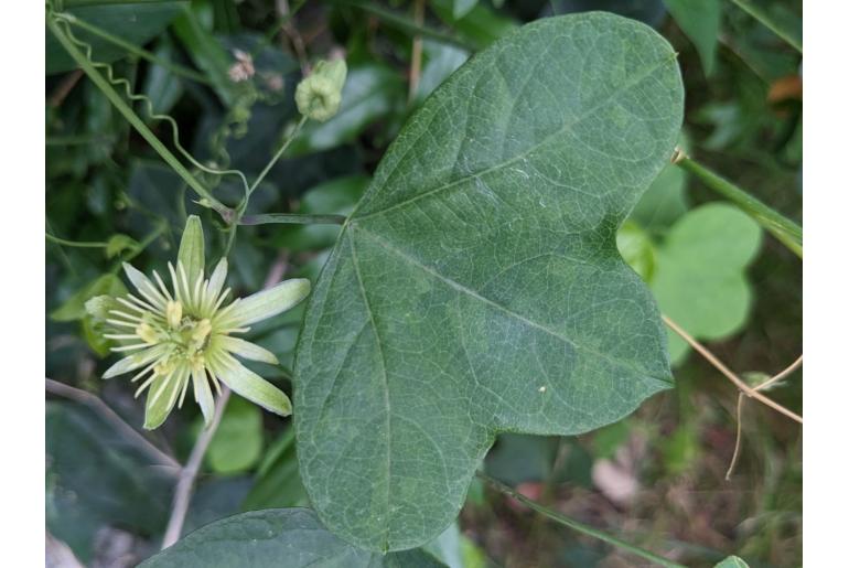 Passiflora lutea -19693