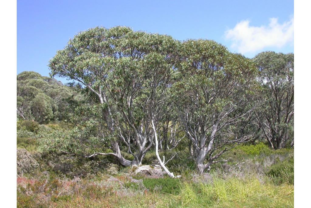 Sneeuw Eucalyptus