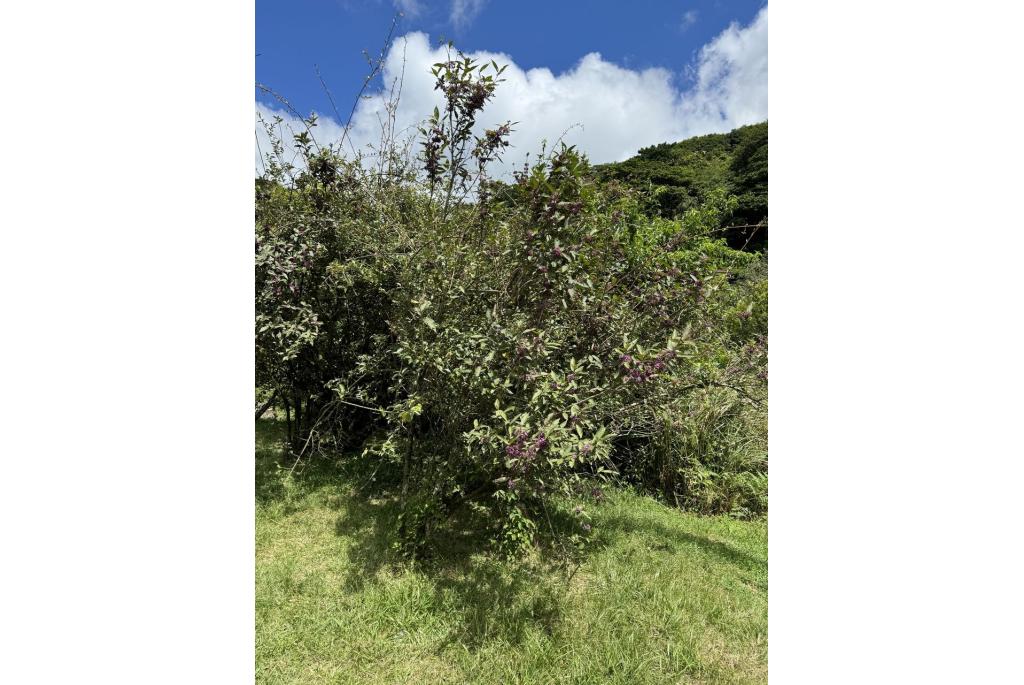 Scherpe blad Callicarpa