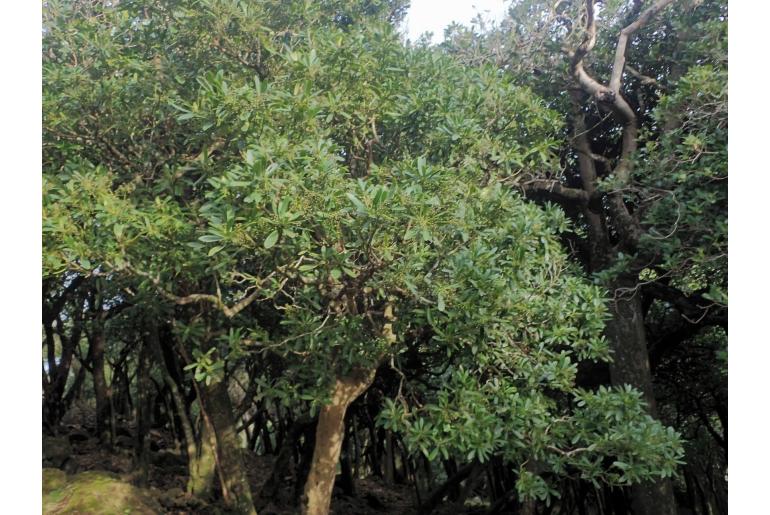 Pseudopanax chathamicus -19752